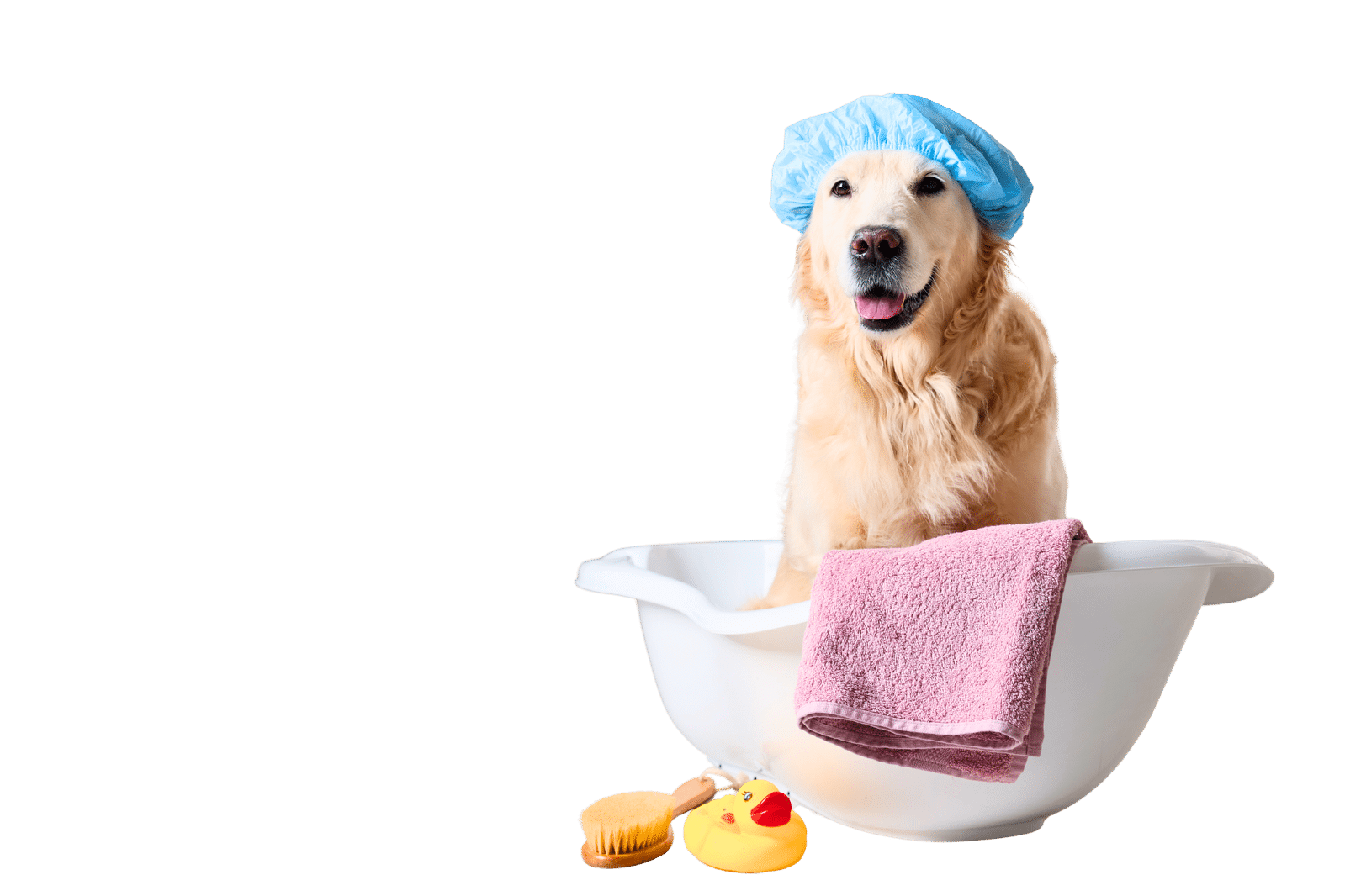 Perro con gorro de baño en una bañera de spa canino